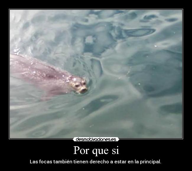 Por que si - Las focas también tienen derecho a estar en la principal.