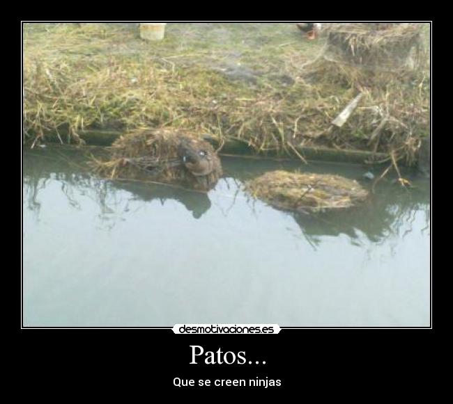 Patos... -