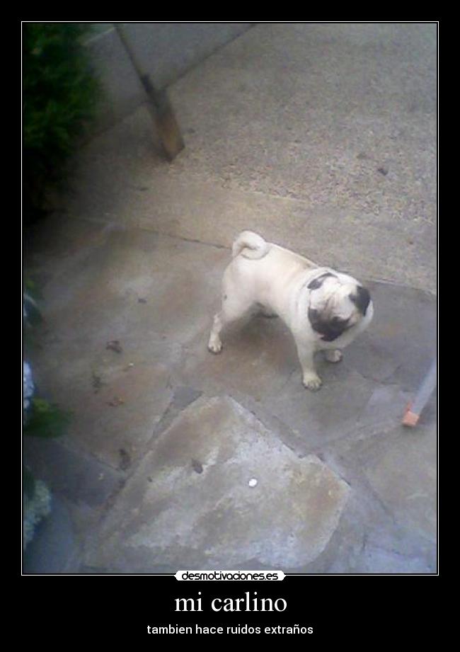 mi carlino - tambien hace ruidos extraños