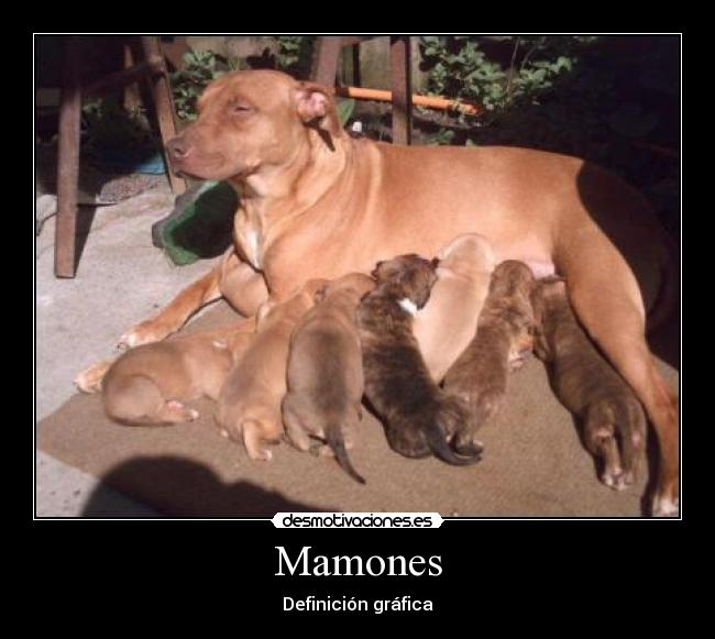 Mamones - 