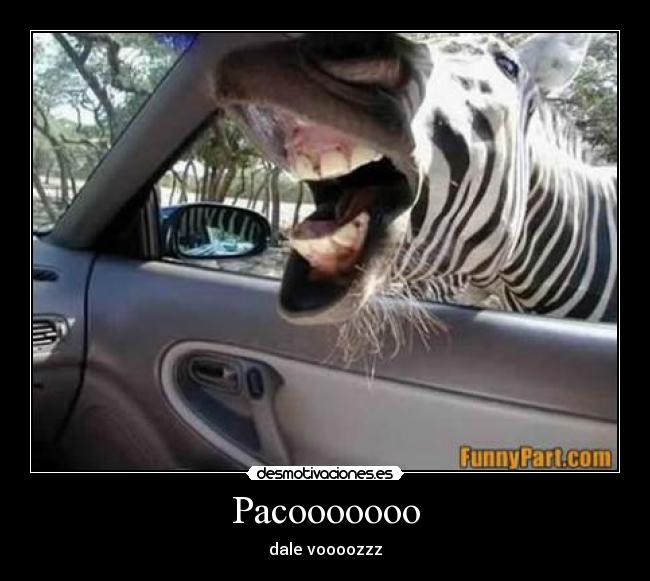 Pacooooooo - 