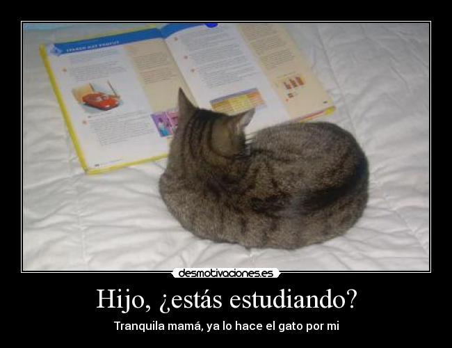 Funny_Cats__Economy_by_Mariofan9.jpg