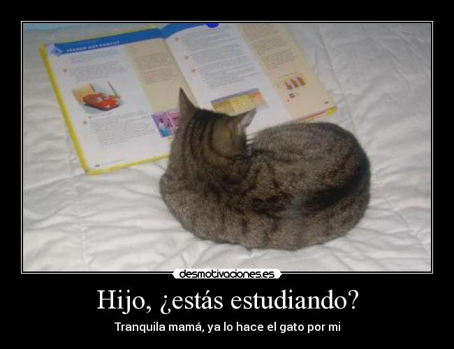 Hijo, ¿estás estudiando? - Tranquila mamá, ya lo hace el gato por mi