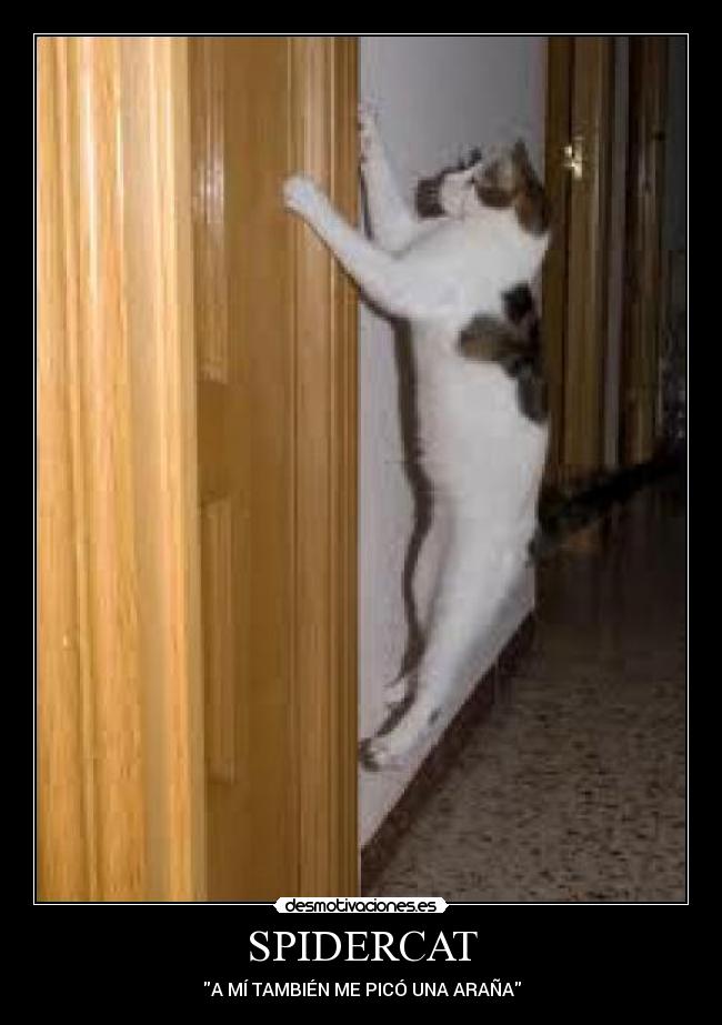 SPIDERCAT -