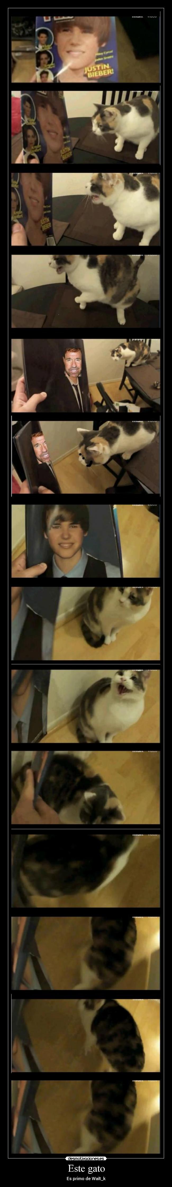 Este gato - Es primo de Walt_k