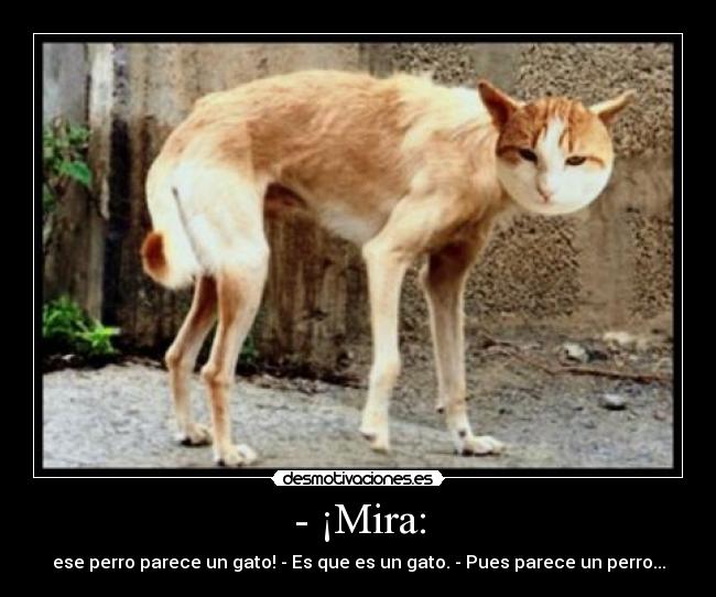- ¡Mira: - ese perro parece un gato! - Es que es un gato. - Pues parece un perro...