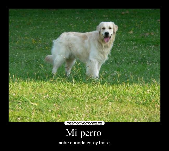 Mi perro  - 