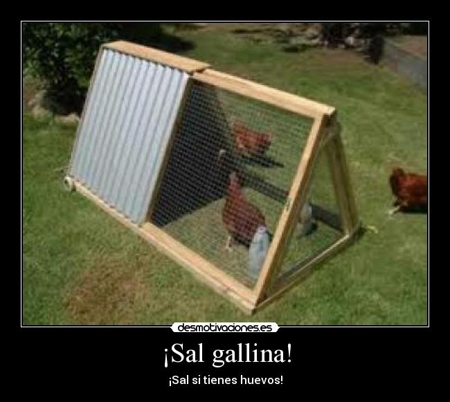 ¡Sal gallina! - 