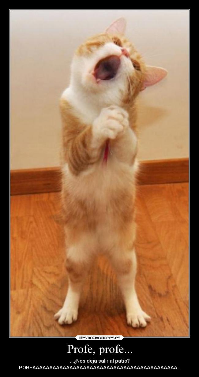 carteles gato escuela desmotivaciones