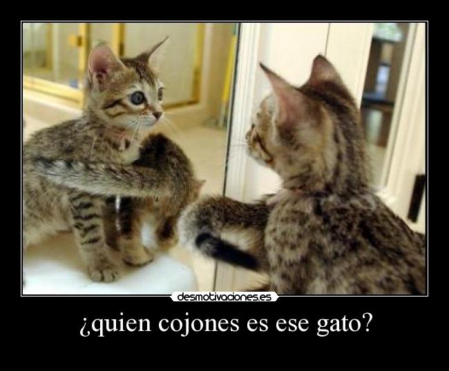 ¿quien cojones es ese gato? -