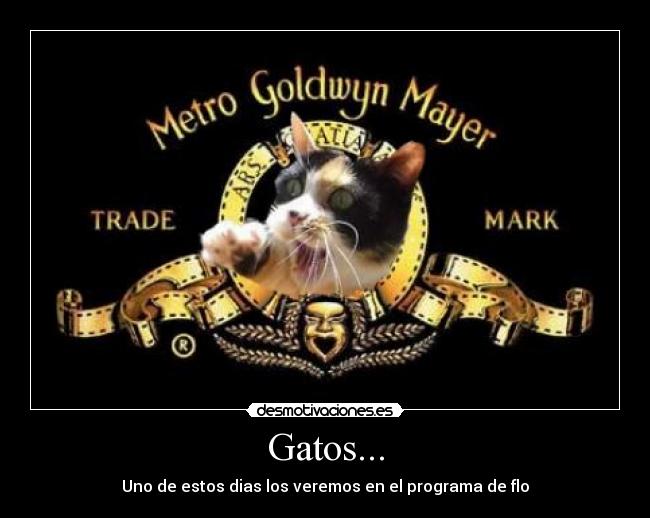 Gatos... - Uno de estos dias los veremos en el programa de flo