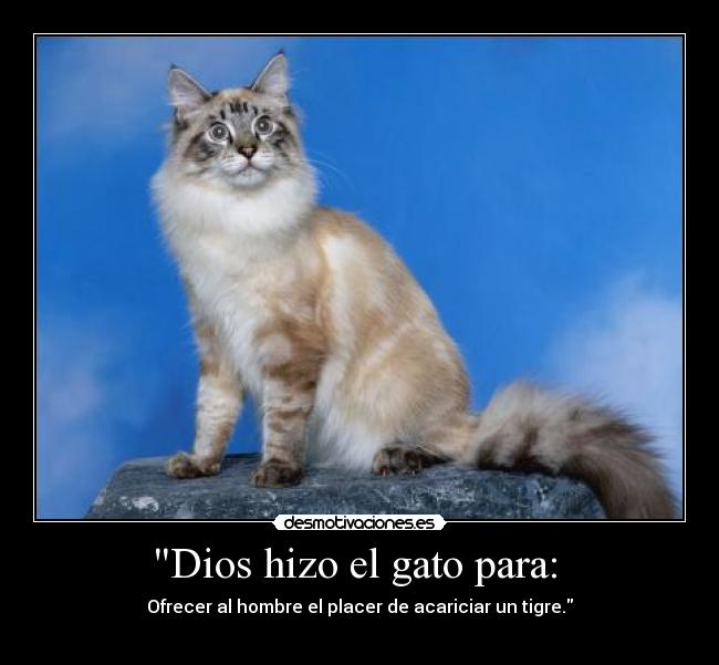 Dios hizo el gato para: -