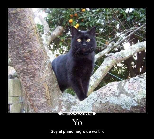 Yo - Soy el primo negro de walt_k