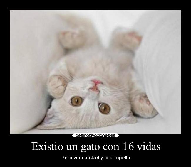 Existio un gato con 16 vidas -