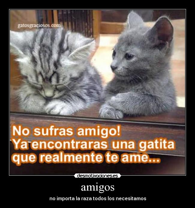 amigos -
