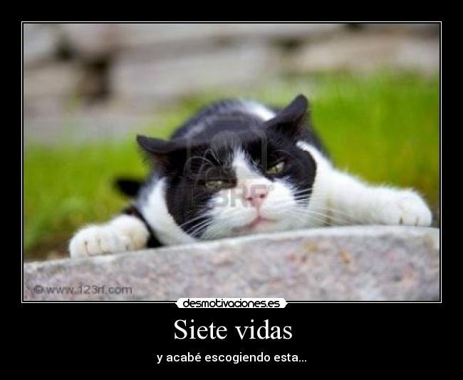 carteles gatos enfados fj desmotivaciones