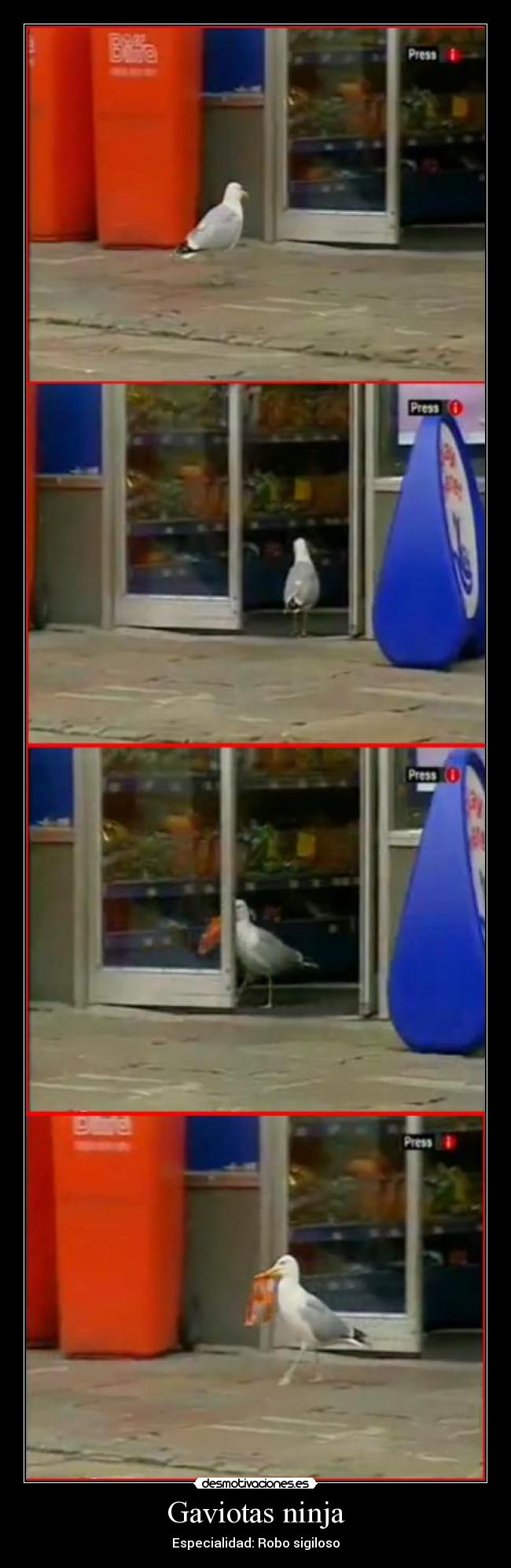 Gaviotas ninja - 