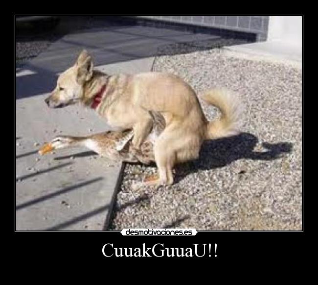 CuuakGuuaU!! -