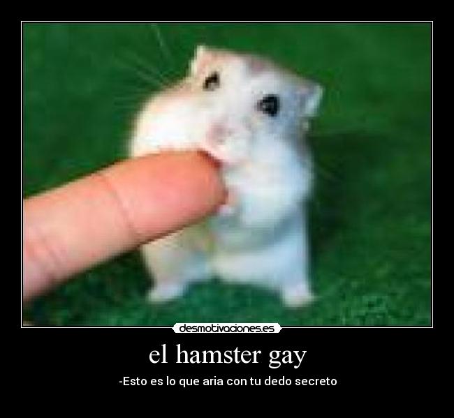 el hamster gay - -Esto es lo que aria con tu dedo secreto
