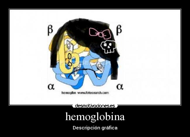 hemoglobina - Descripción gráfica