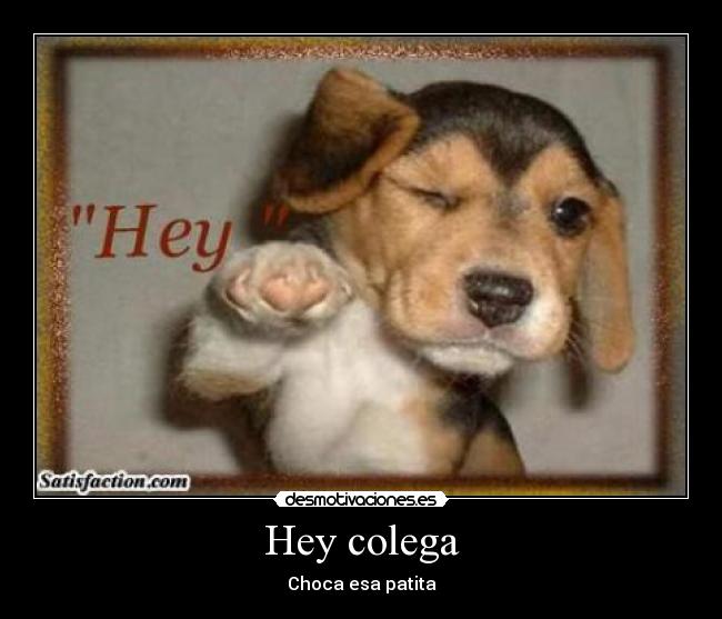 Hey colega - Choca esa patita
