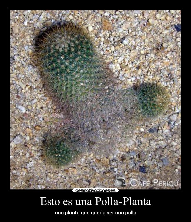 Esto es una Polla-Planta - una planta que quería ser una polla