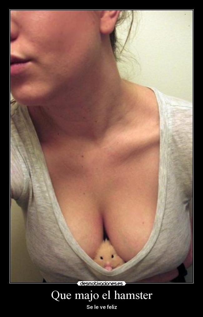 Que majo el hamster - 