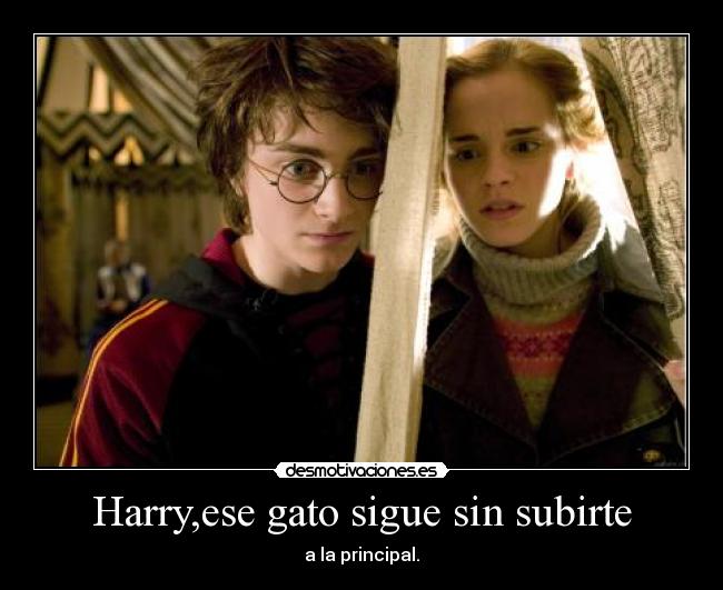 Harry,ese gato sigue sin subirte - a la principal.