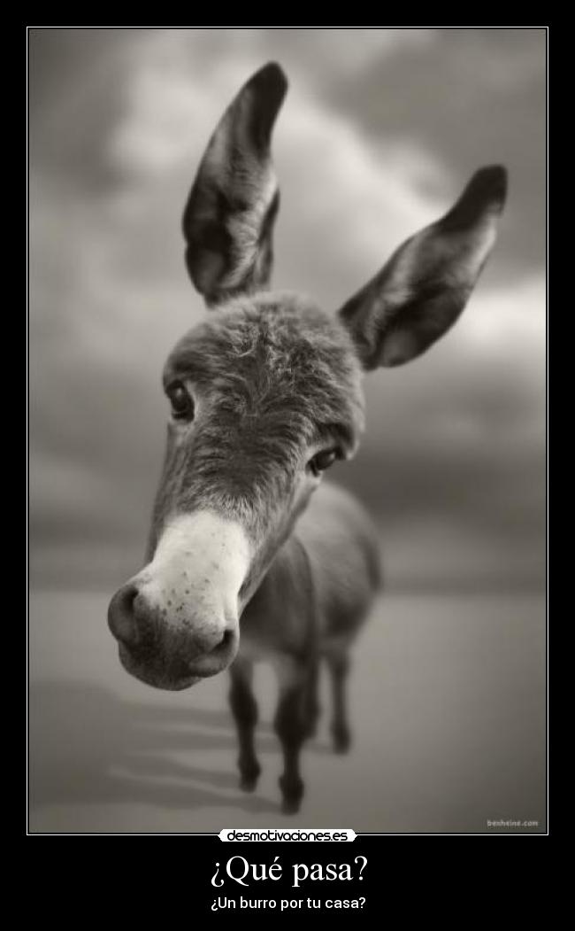 ¿Qué pasa? - ¿Un burro por tu casa?