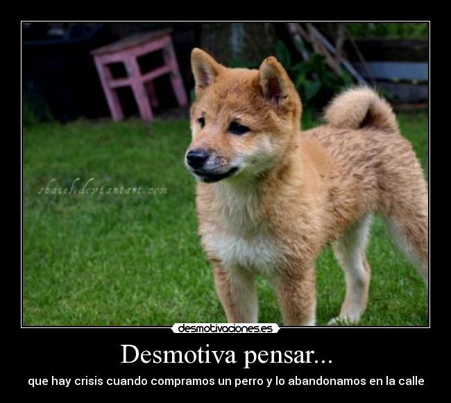 Desmotiva pensar... - que hay crisis cuando compramos un perro y lo abandonamos en la calle