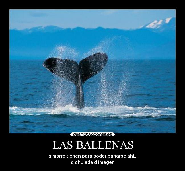 LAS BALLENAS - q morro tienen para poder bañarse ahí...
q chulada d imagen