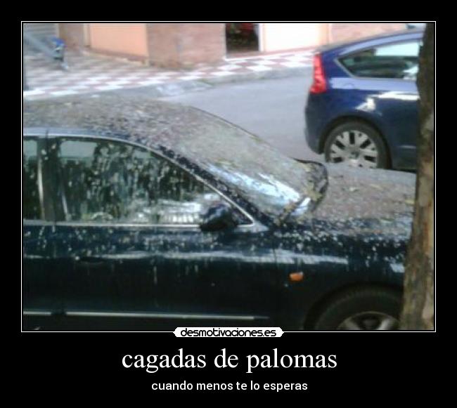 cagadas de palomas -