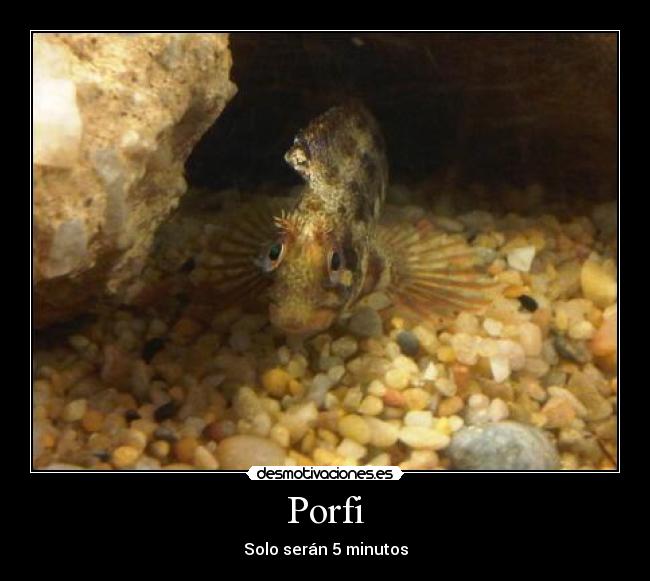 Porfi - Solo serán 5 minutos