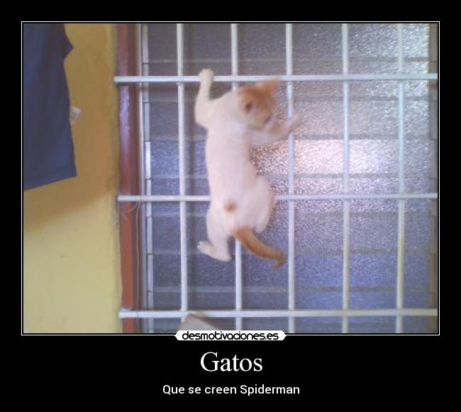 Gatos - Que se creen Spiderman
