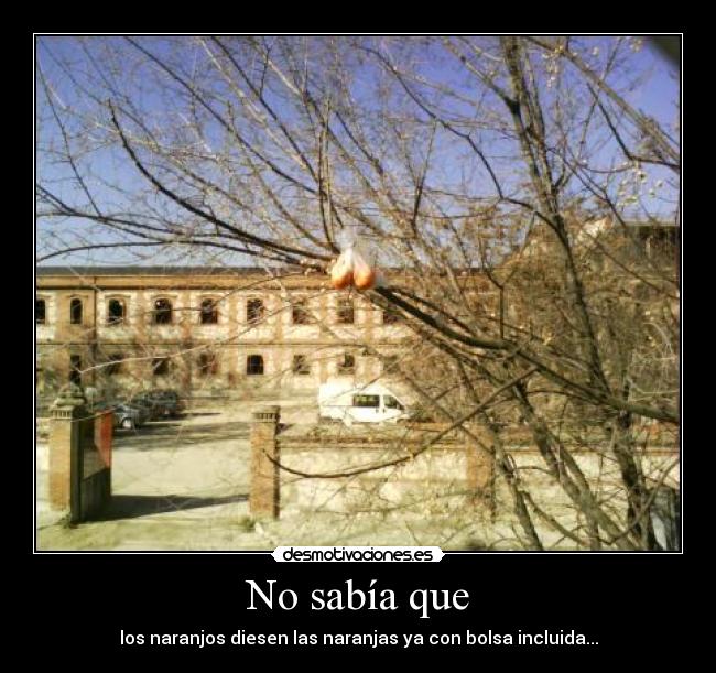 No sabía que - los naranjos diesen las naranjas ya con bolsa incluida...