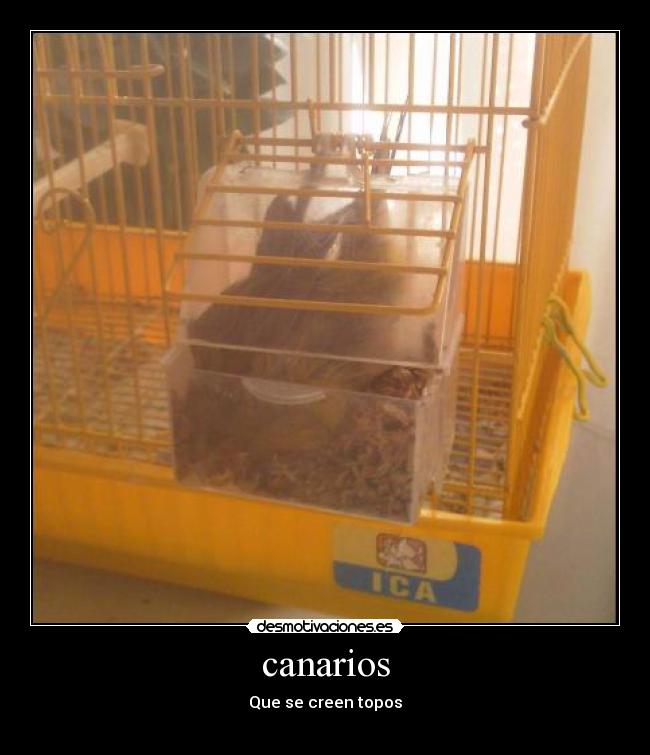 canarios - 