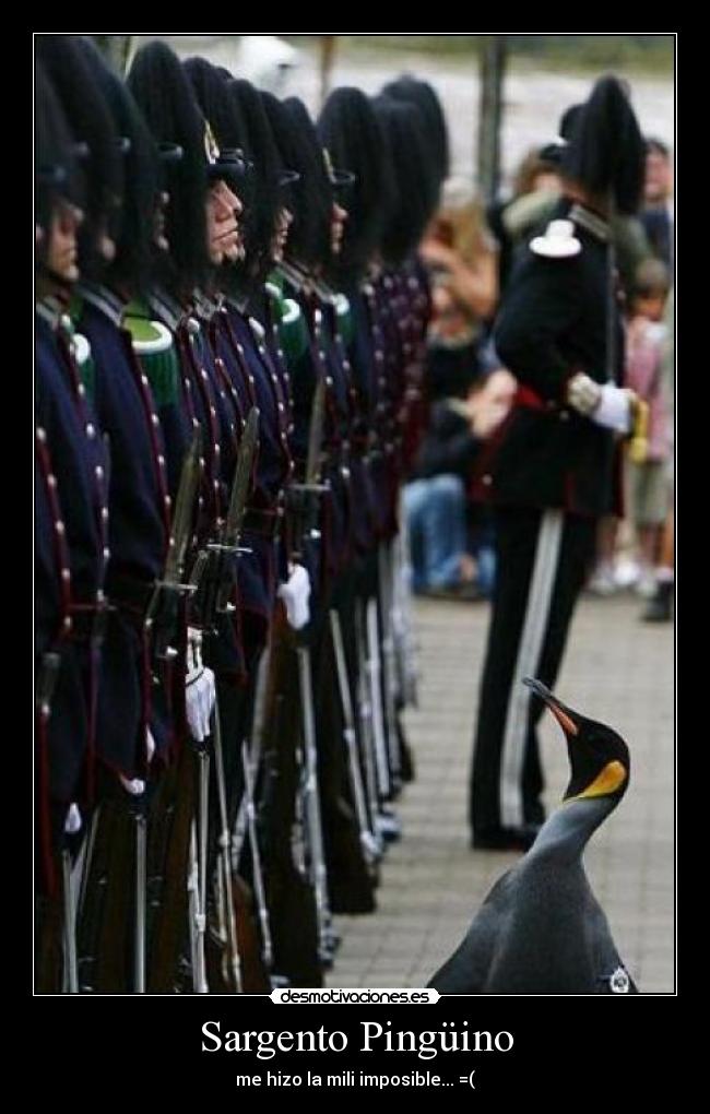 carteles sargento pinguino desmotivaciones