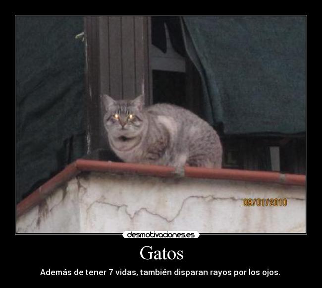 Gatos - 
