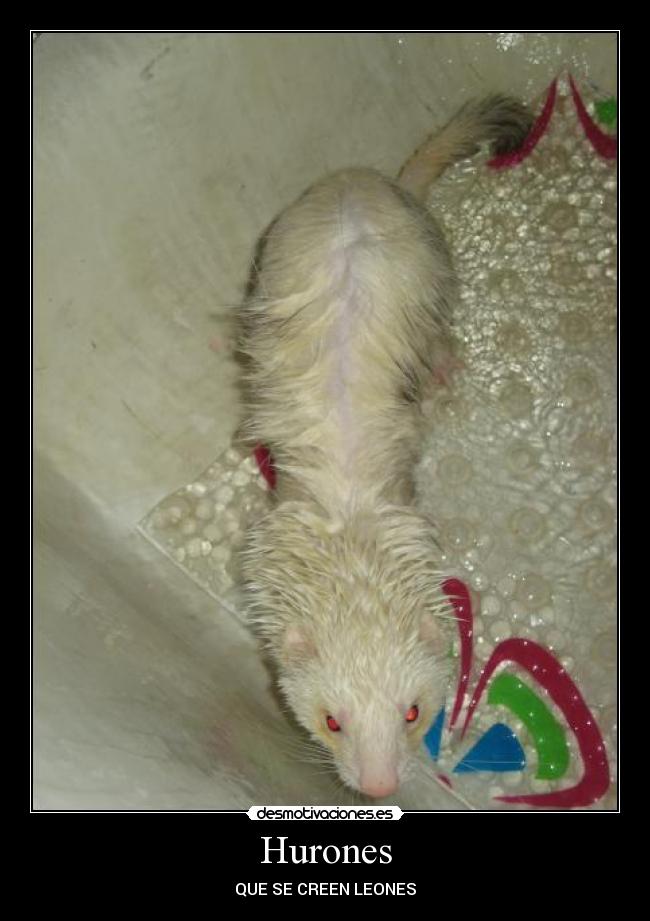 Hurones - QUE SE CREEN LEONES