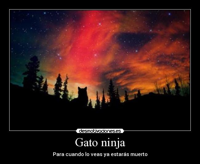 Gato ninja - 