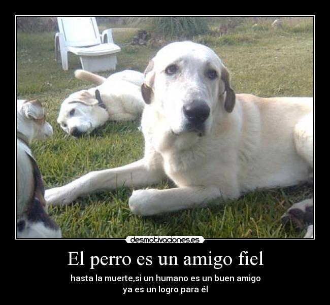 El perro es un amigo fiel -