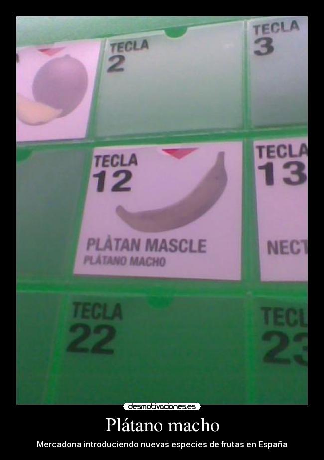 Plátano macho -