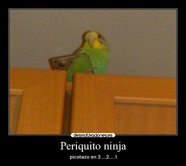 Periquito ninja -