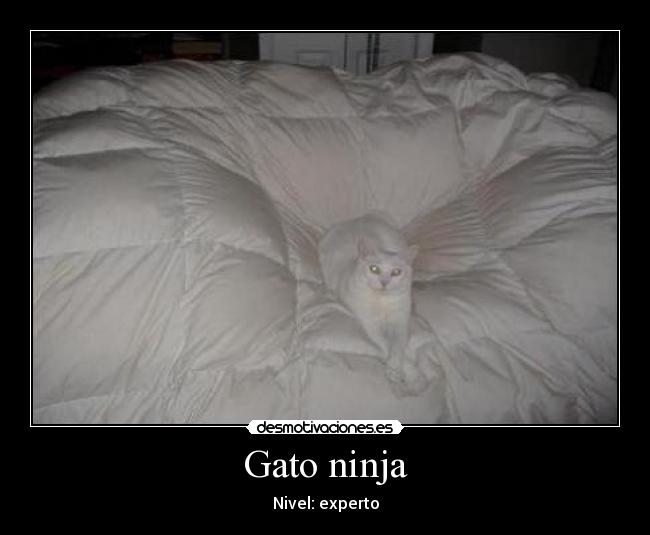 Gato ninja - 