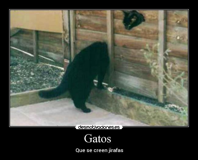 Gatos -