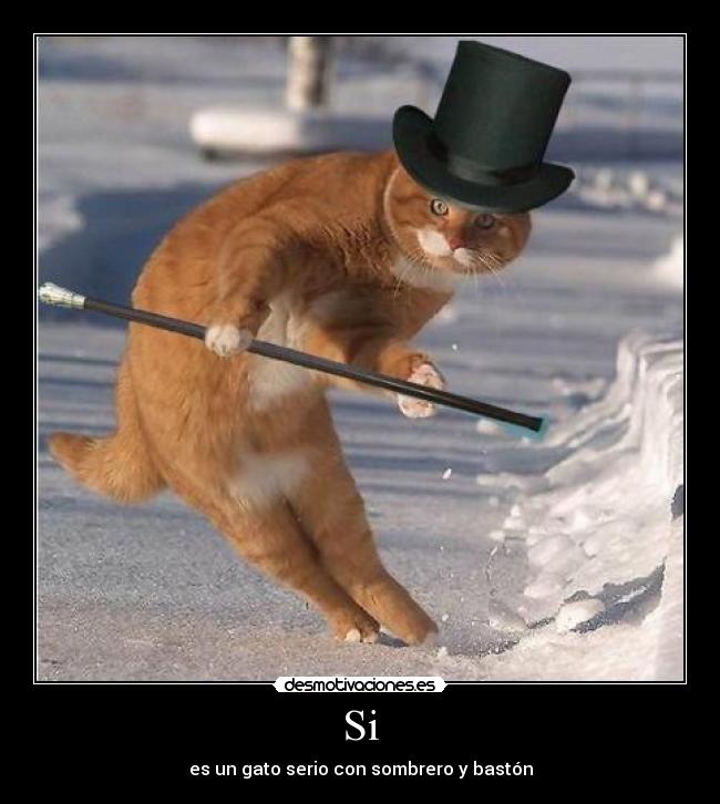 Si - es un gato serio con sombrero y bastón