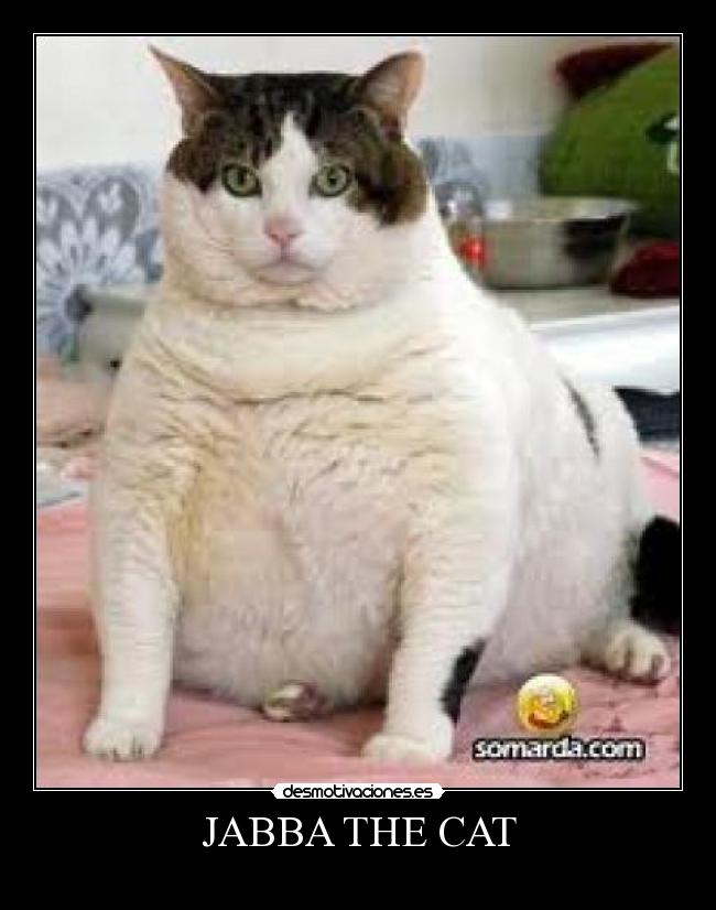 JABBA THE CAT -