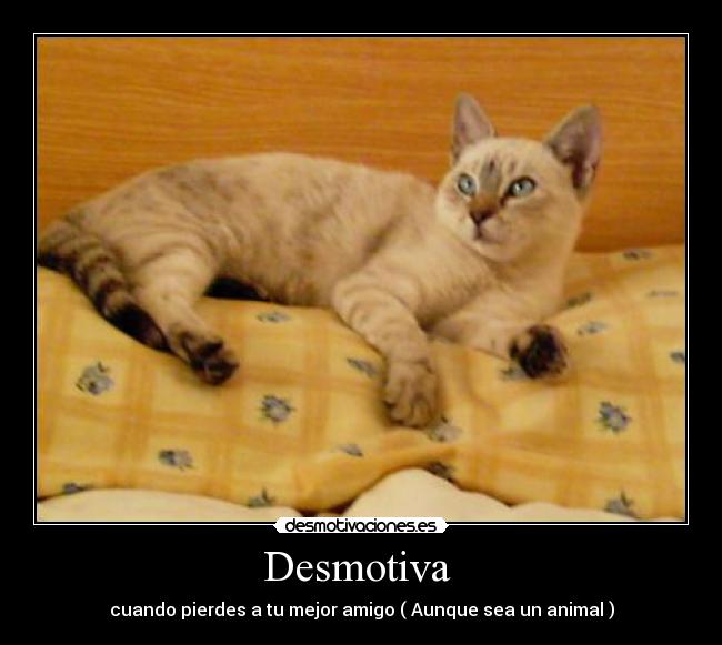 Desmotiva - cuando pierdes a tu mejor amigo ( Aunque sea un animal )