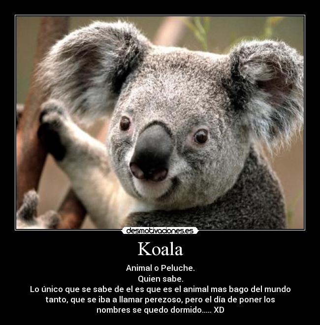 Koala - Animal o Peluche.
Quien sabe.
Lo único que se sabe de el es que es el animal mas bago del mundo
tanto, que se iba a llamar perezoso, pero el día de poner los
nombres se quedo dormido..... XD