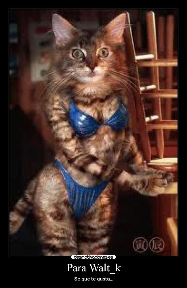 Para Walt_k -